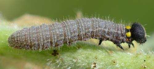 Réf. 325 941 : Carcharodus alceae